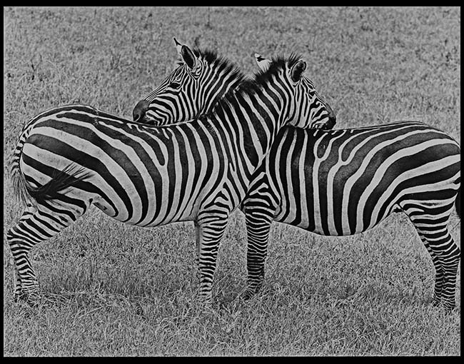 Tanzania, Zebras Nuzzling, 2012